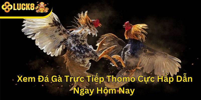 Xem đá gà trực tiếp Thomo